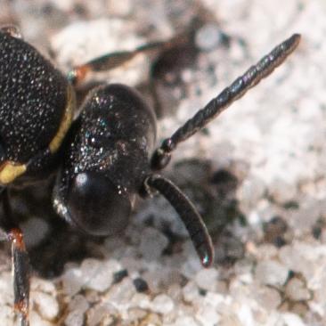 Nysson trimaculatus